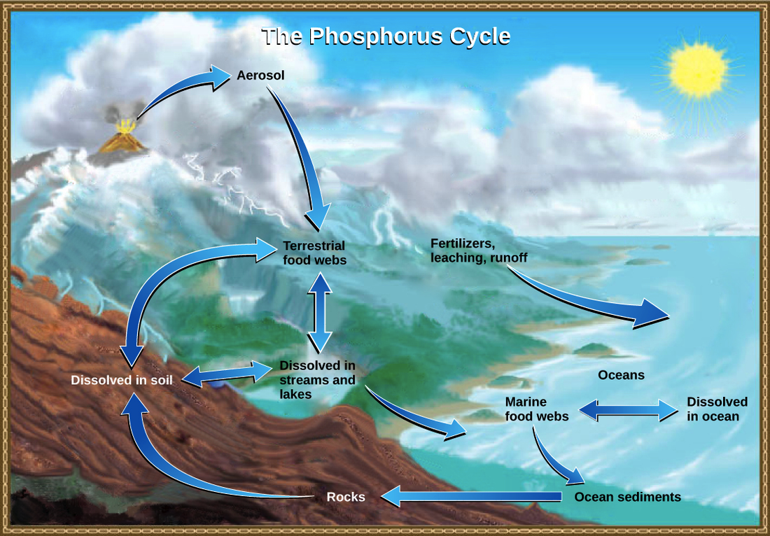Phosphorus Cycle - TNC: Arctic Tundra